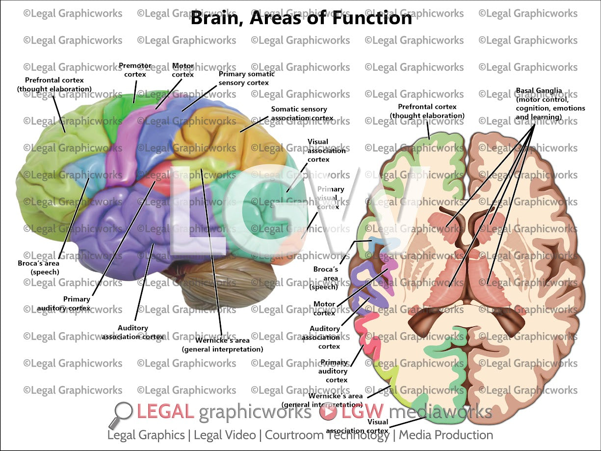 Brain Areas of Function