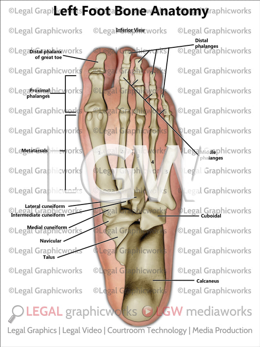 Left Foot Bone Anatomy