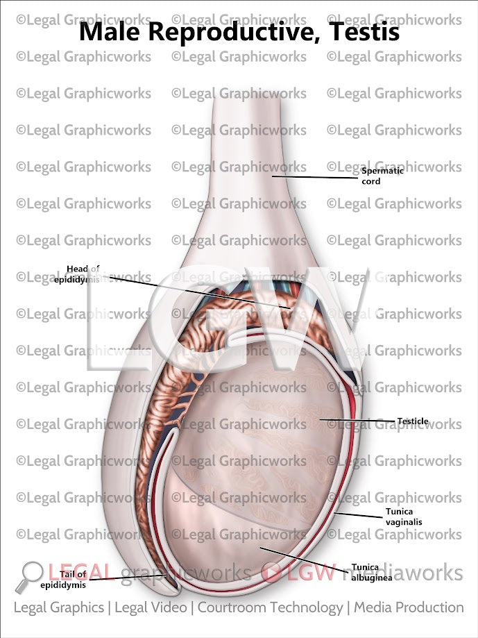 Male Reproductive, Testis
