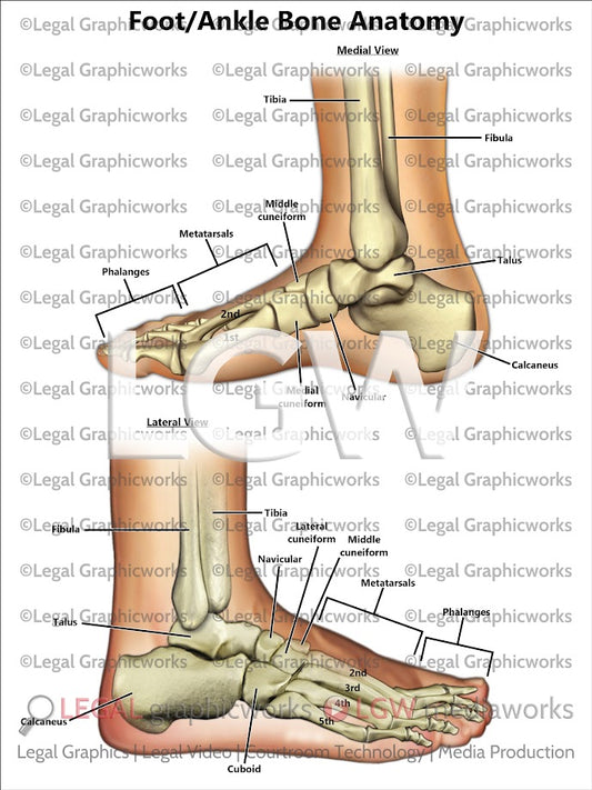 Ankle/Foot Bone Anatomy