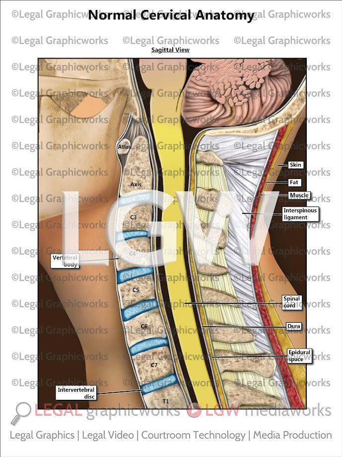 Normal Cervical Anatomy