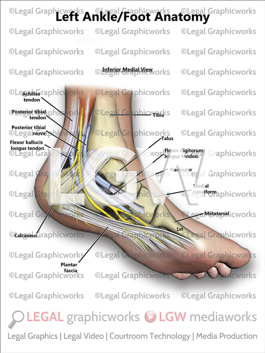 Left Ankle/Foot Anatomy