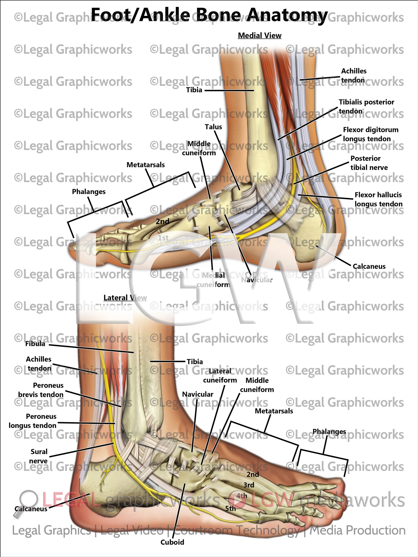 Foot/Ankle Bone Anatomy