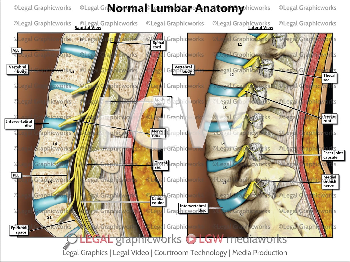 Normal Lumbar Anatomy