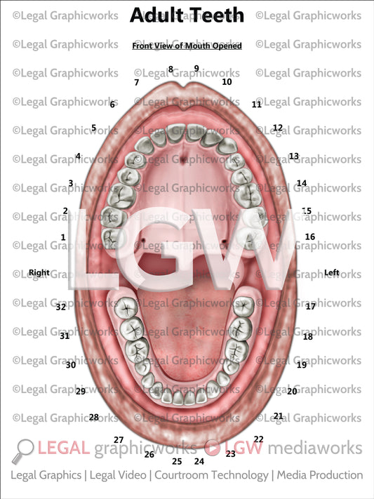 Adult Teeth
