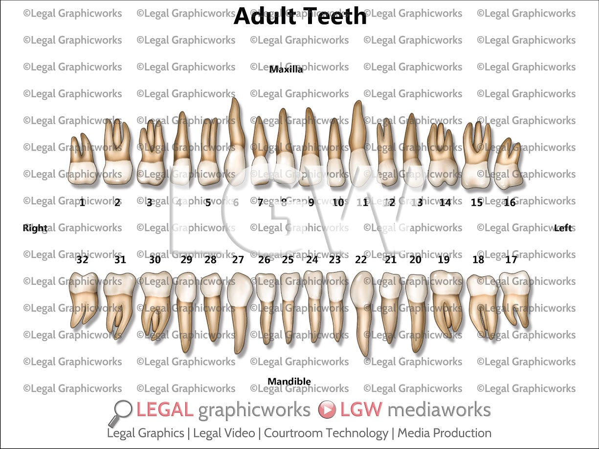 Adult Teeth