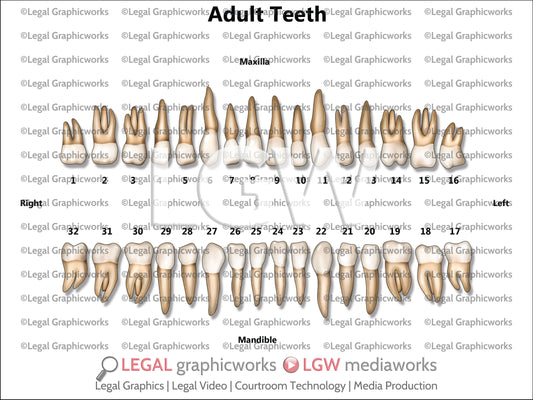 Adult Teeth
