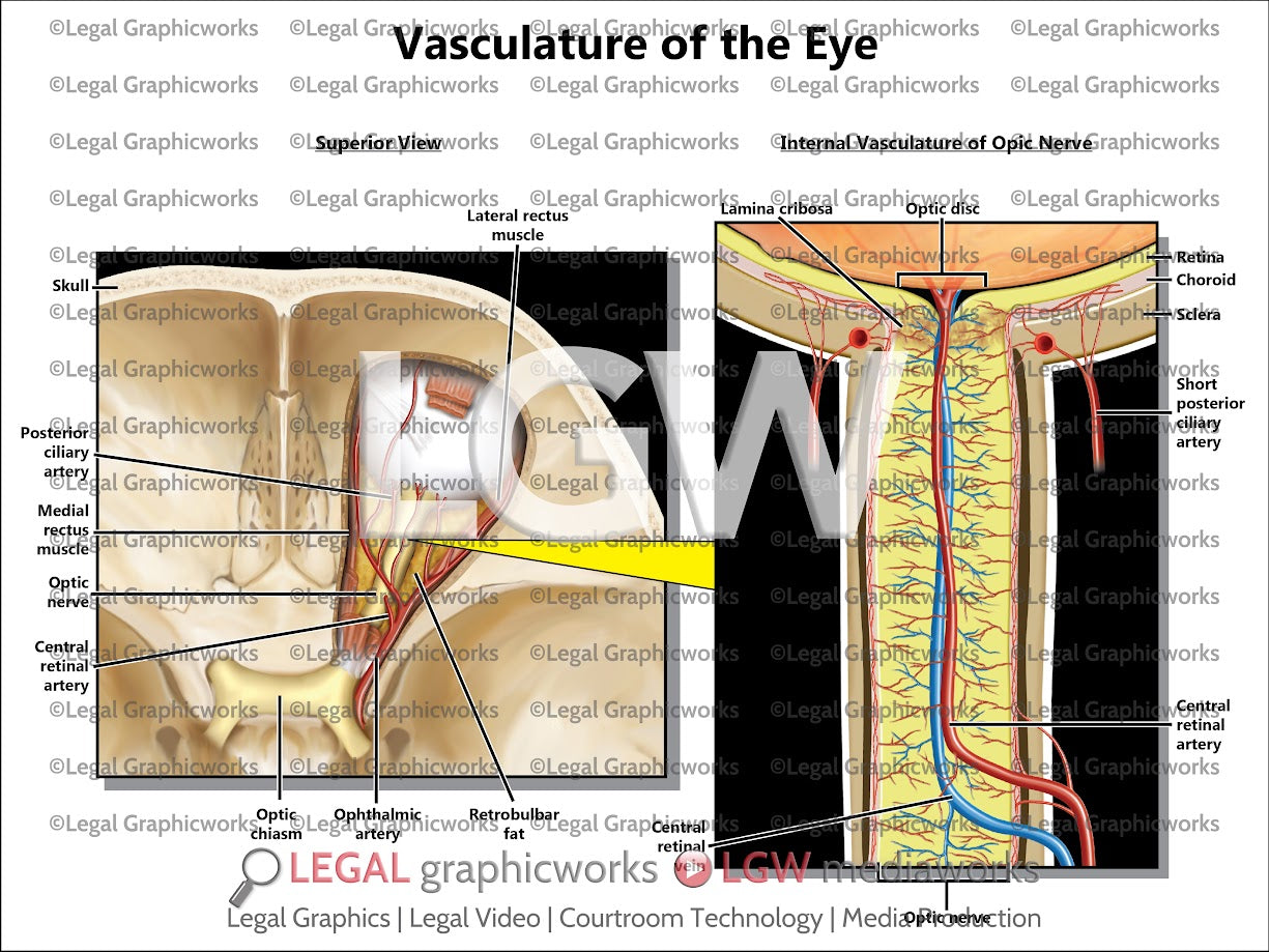 Vasculature of the Eye