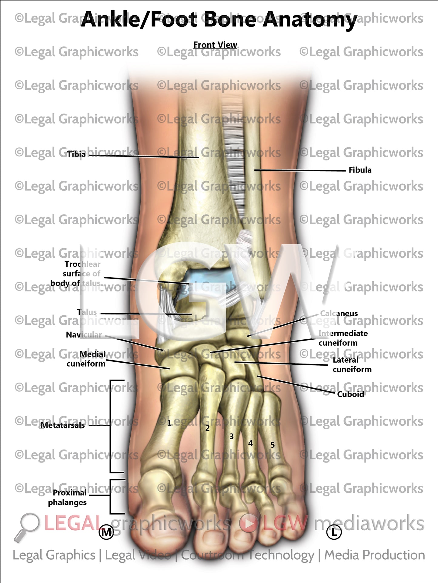 Ankle/Foot Bone Anatomy