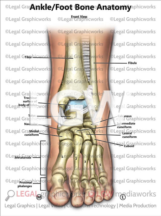 Ankle/Foot Bone Anatomy