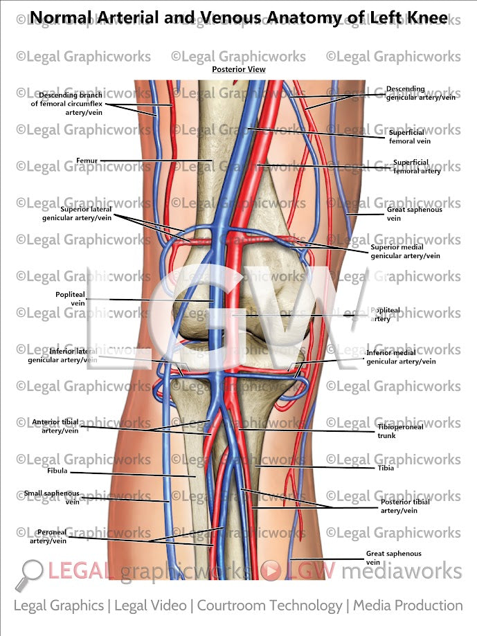 Normal Arterial and Venous Anatomy of Left Knee
