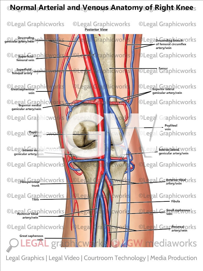 Normal Arterial and Venous Anatomy of Right Knee