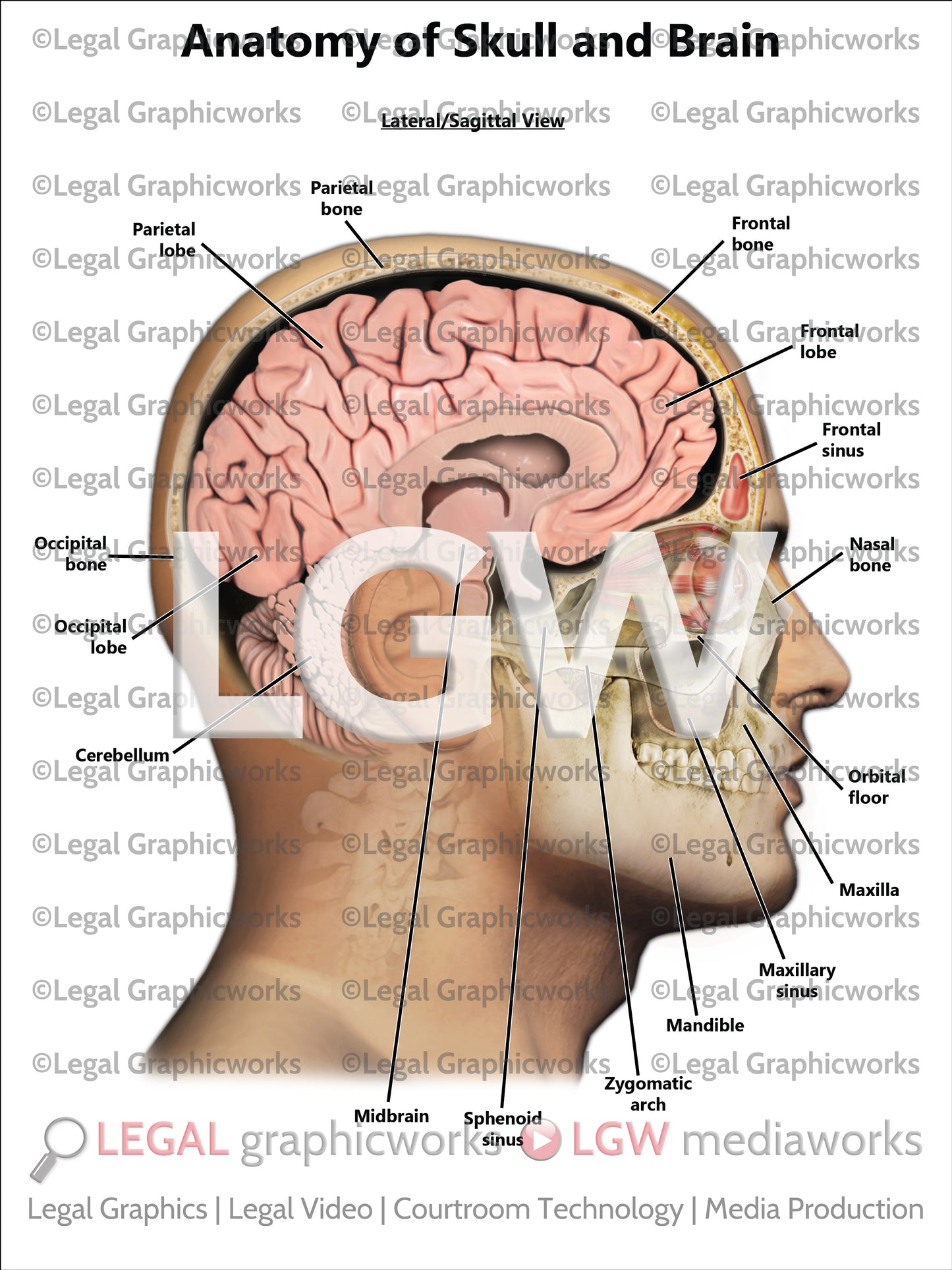 Anatomy of Skull and Brain