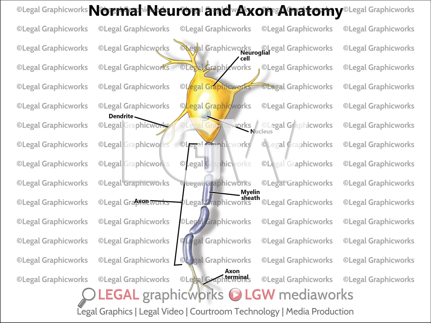 Normal Neuron and Axon Anatomy