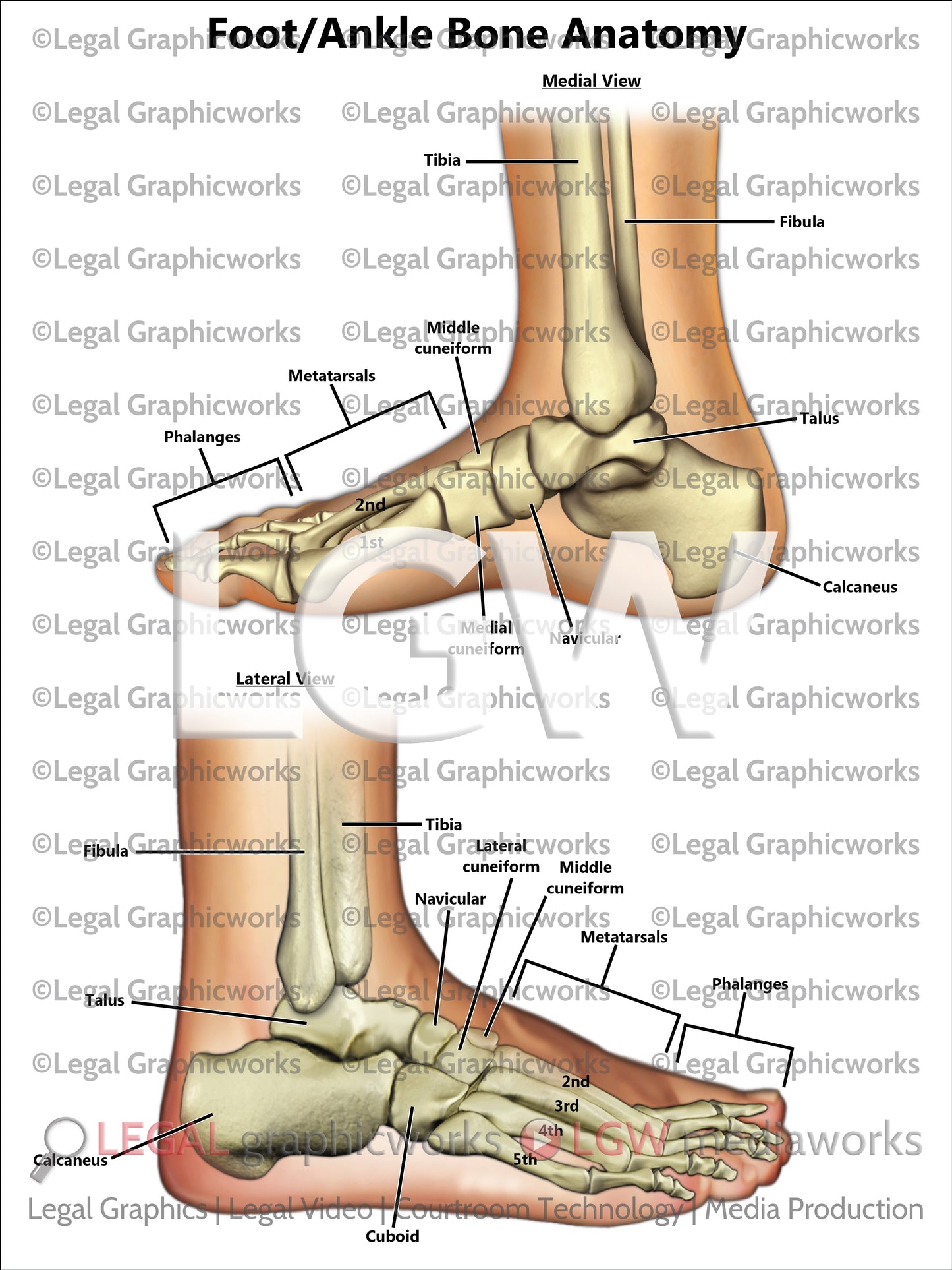 Foot/Ankle Bone Anatomy
