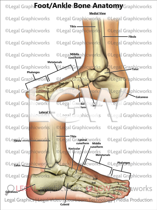 Foot/Ankle Bone Anatomy