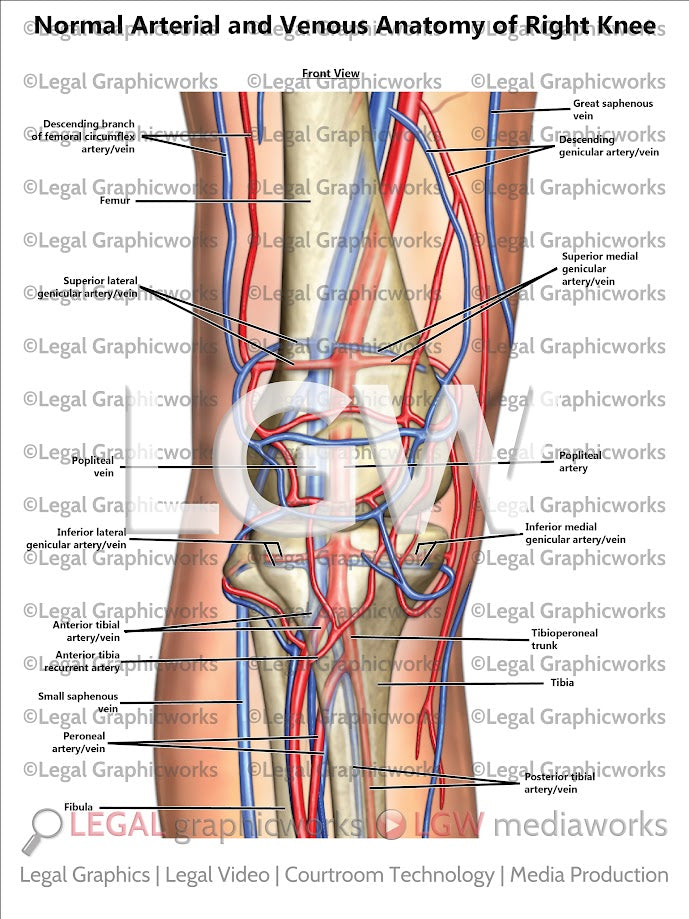 Normal Arterial and Venous Anatomy of Right Knee