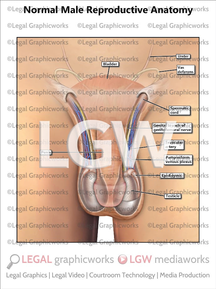 Normal Male Reproductive Anatomy