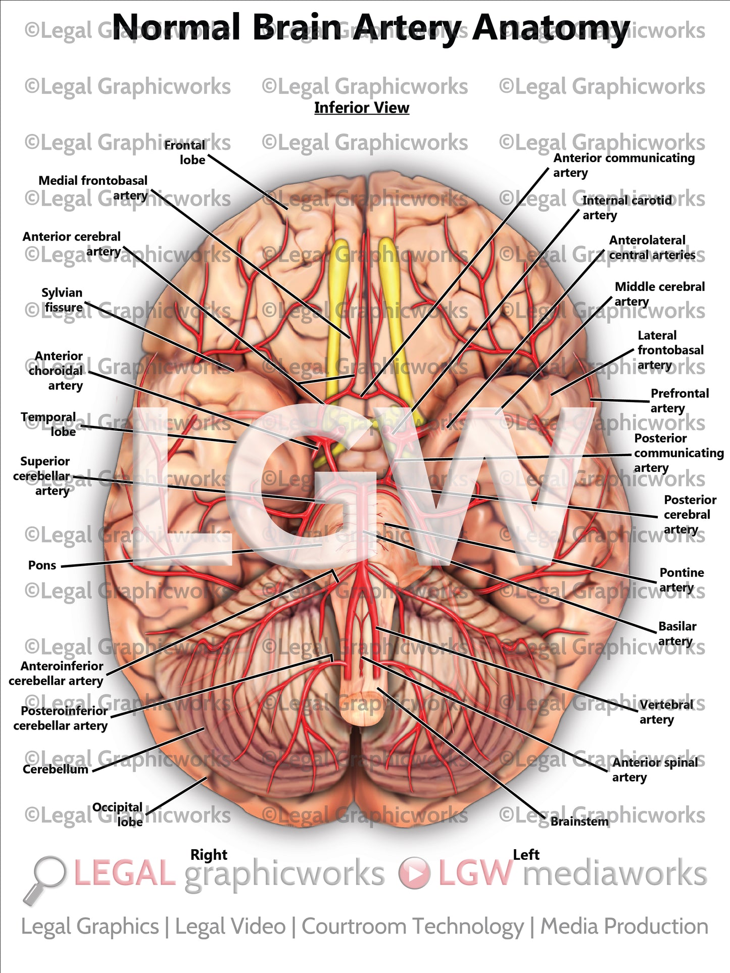 Normal Brain Artery Anatomy