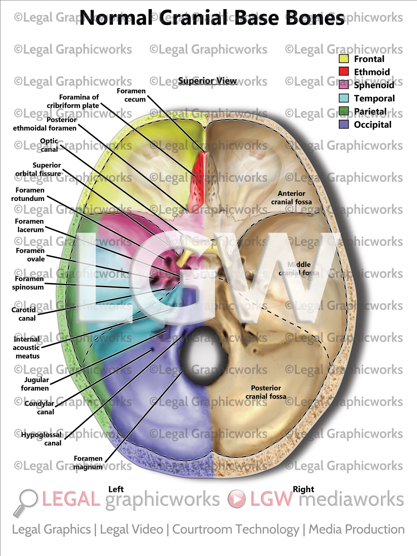Normal Cranial Base Bones