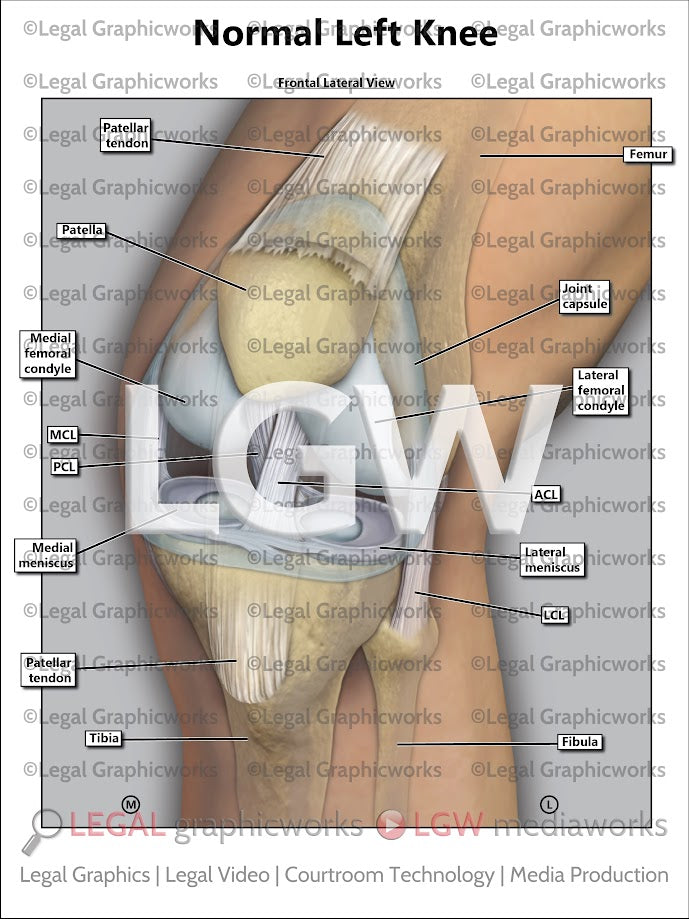 Normal Left Knee