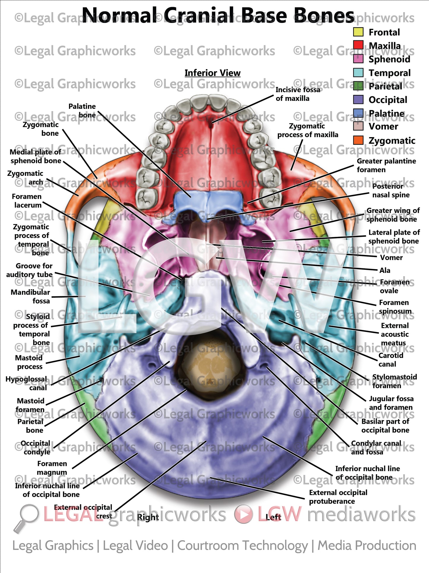 Normal Cranial Base Bones