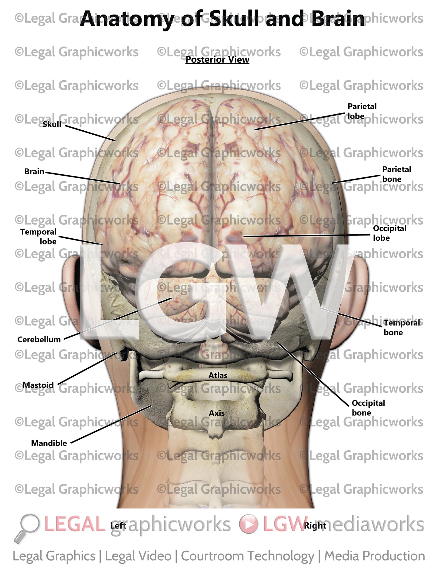 Anatomy of Skull and Brain