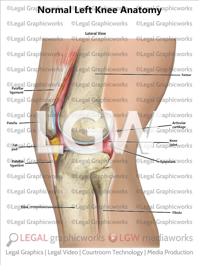Normal Left Knee Anatomy