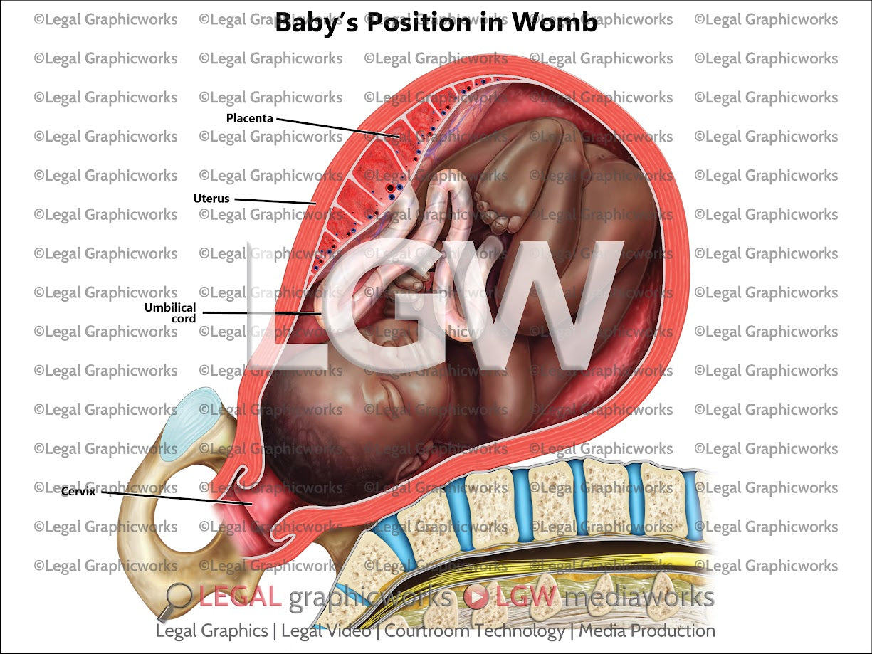 Baby's Position in Womb