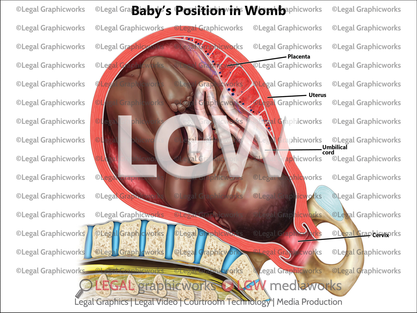 Baby's Position in Womb