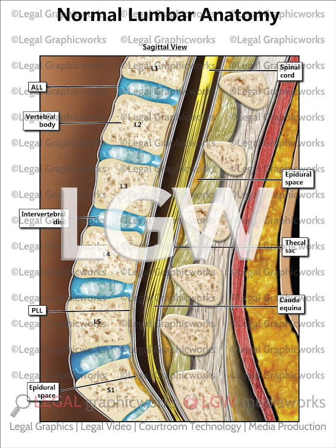 Normal Lumbar Anatomy