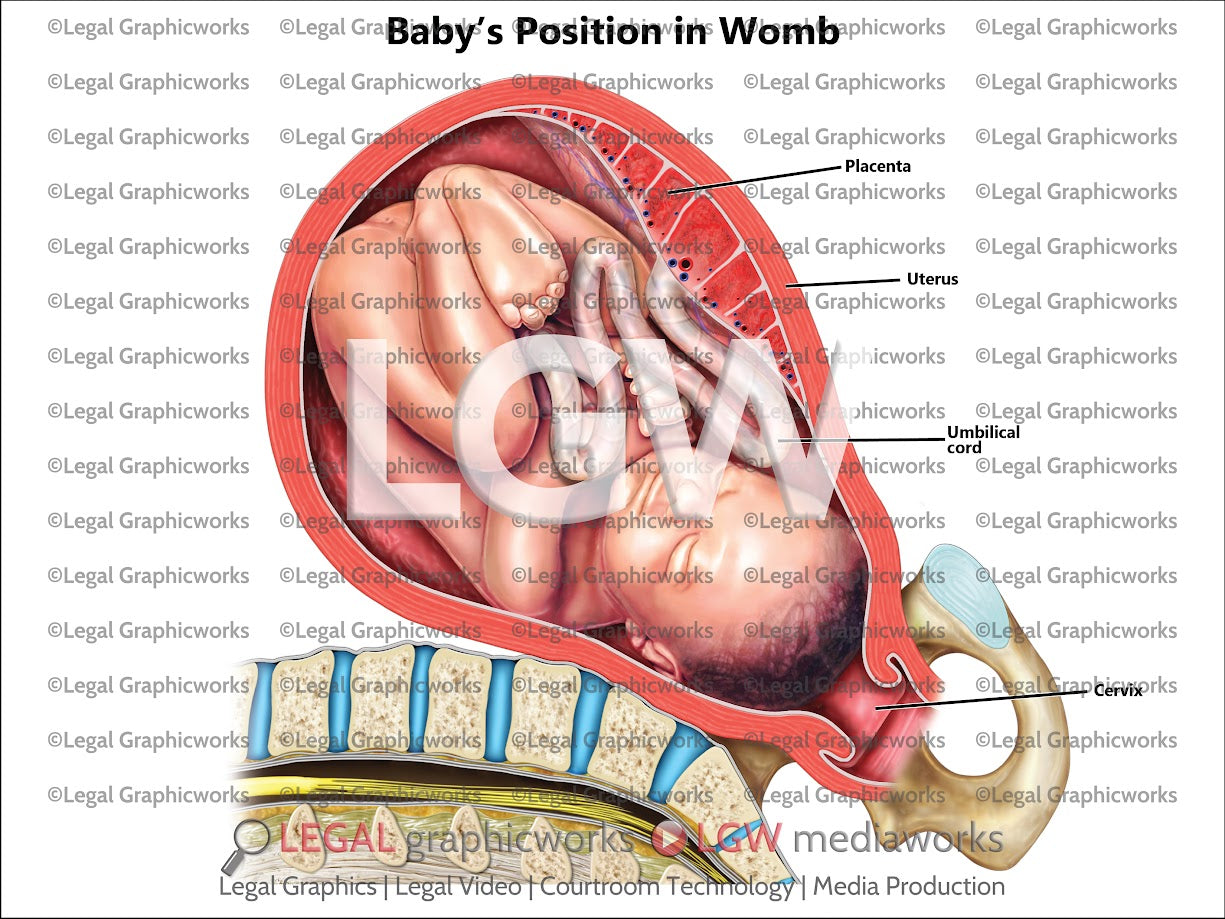 Baby's Position in Womb