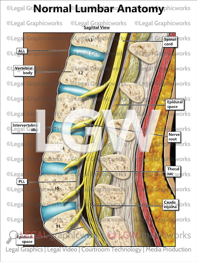 Normal Lumbar Anatomy