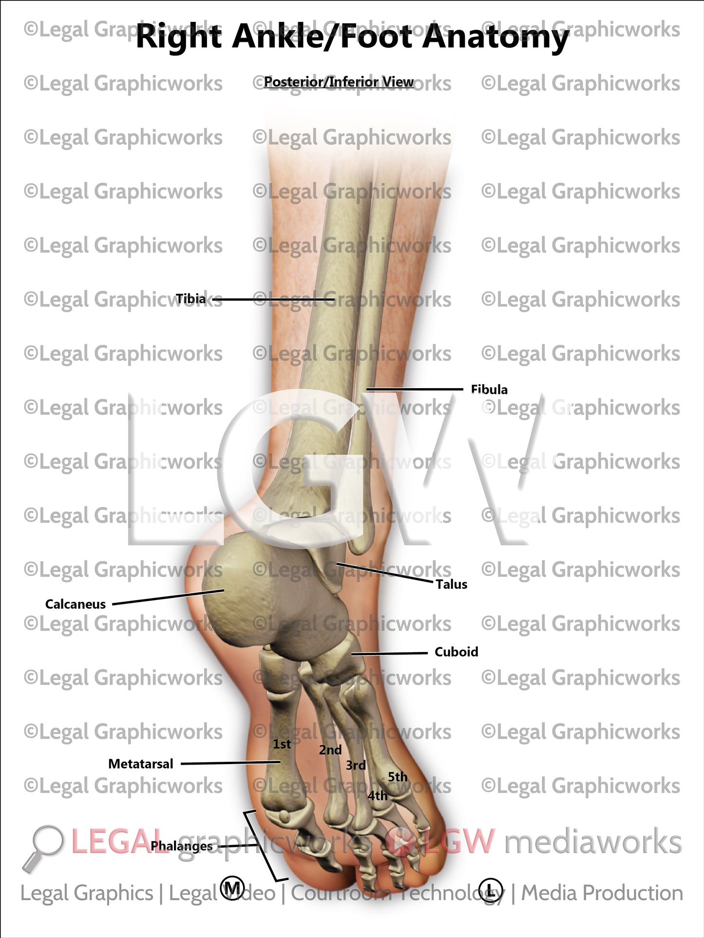 Right Ankle/Foot Anatomy