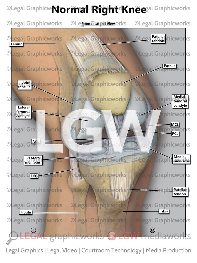 Normal Right Knee