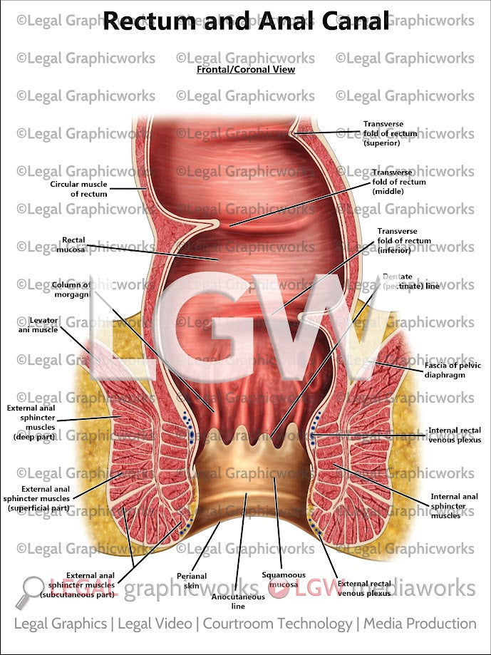 Rectum and Anal Canal