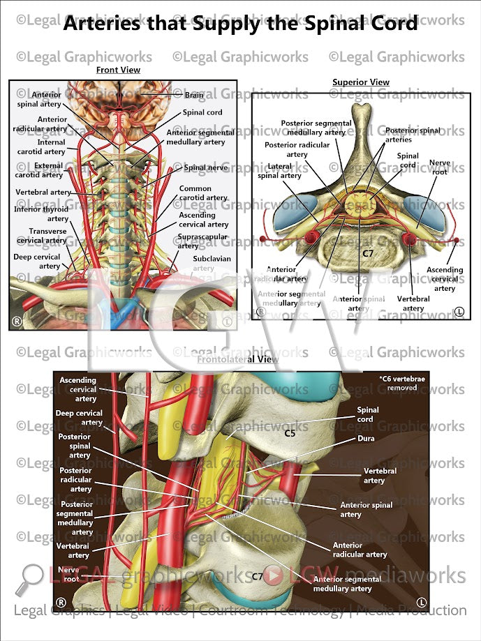 Arteries that Supply the Spinal Cord