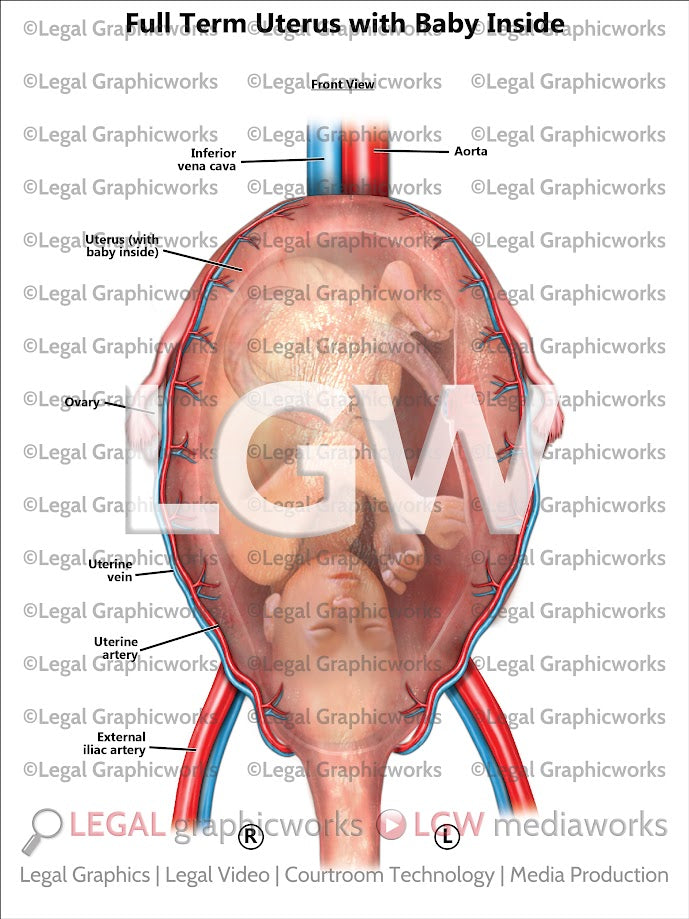 Full Term Uterus with Baby Inside