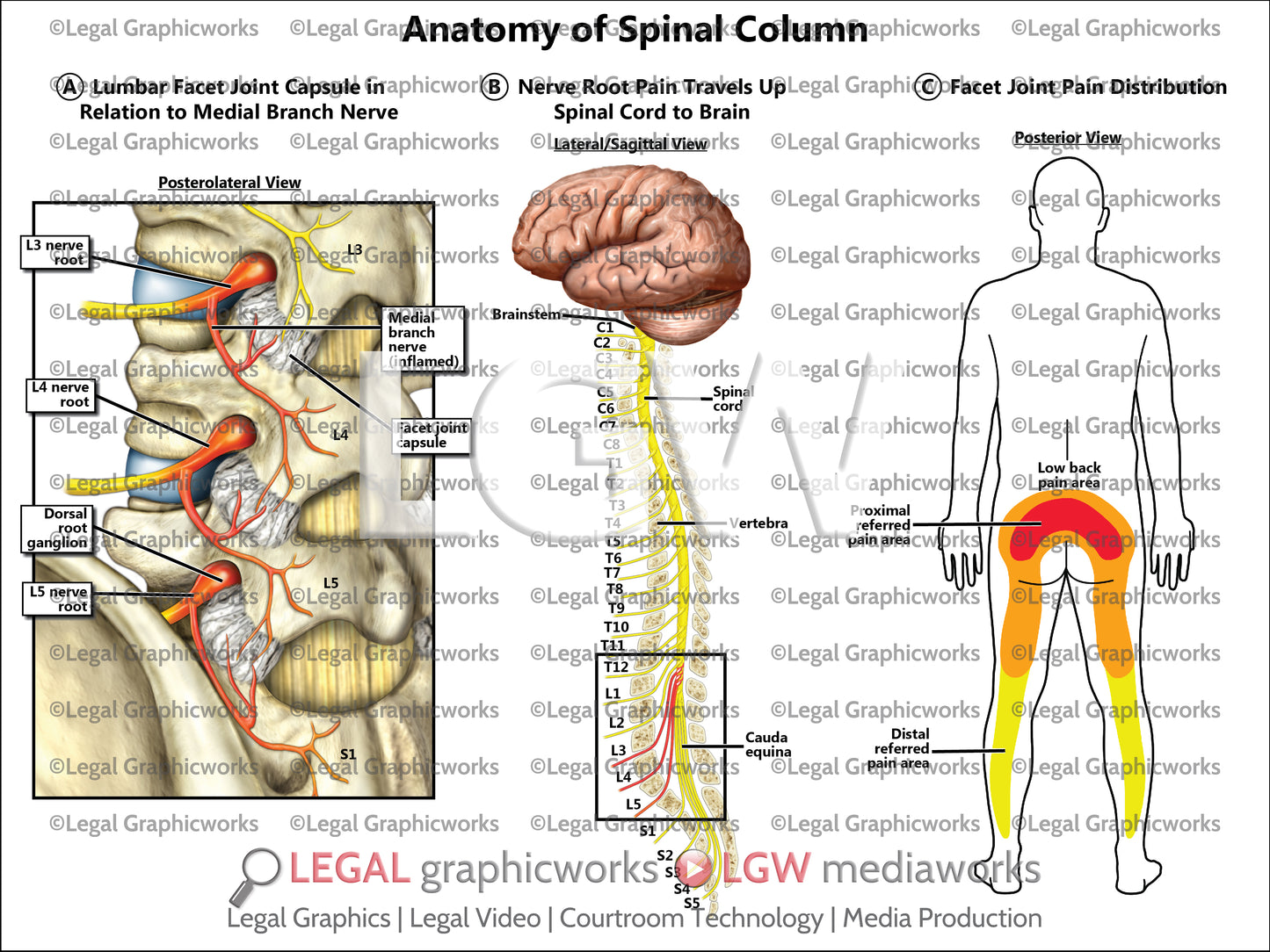 Anatomy of Spinal Column