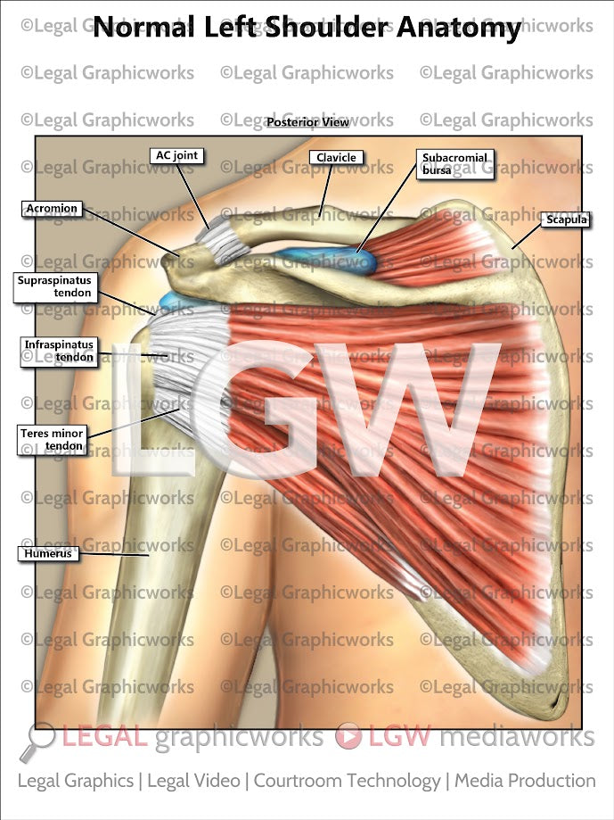 Normal Left Shoulder Anatomy