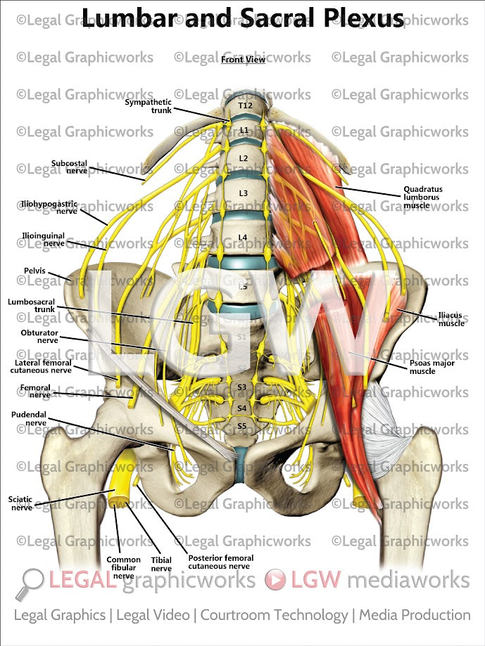 Lumbar and Sacral Plexus