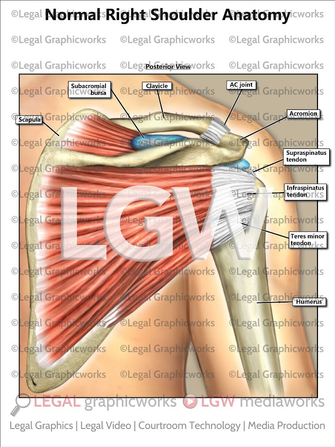 Normal Right Shoulder Anatomy