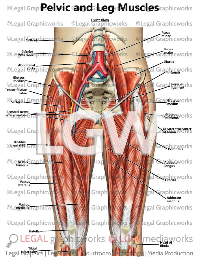 Pelvic and Leg Muscles