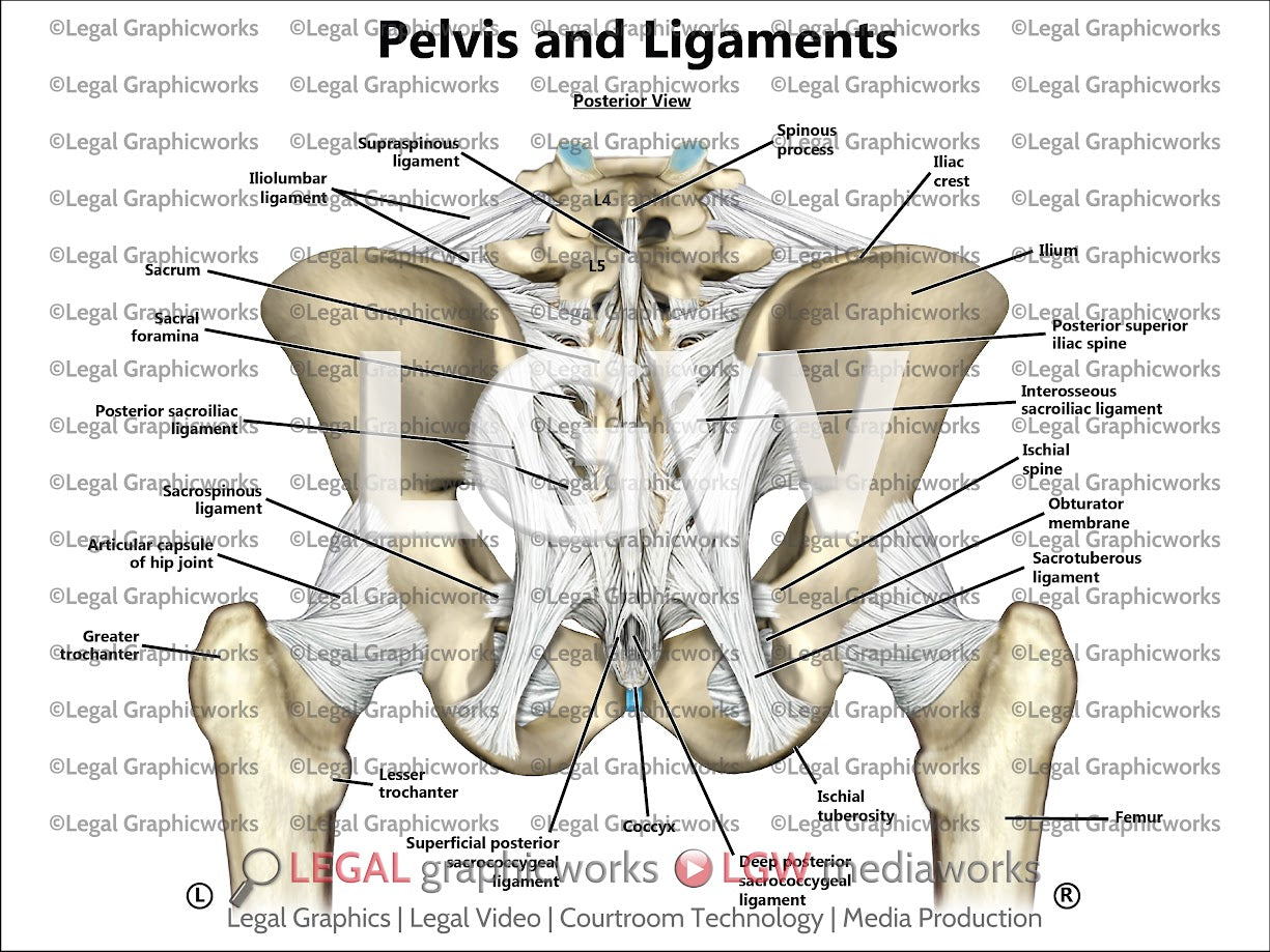 Pelvis and Ligaments