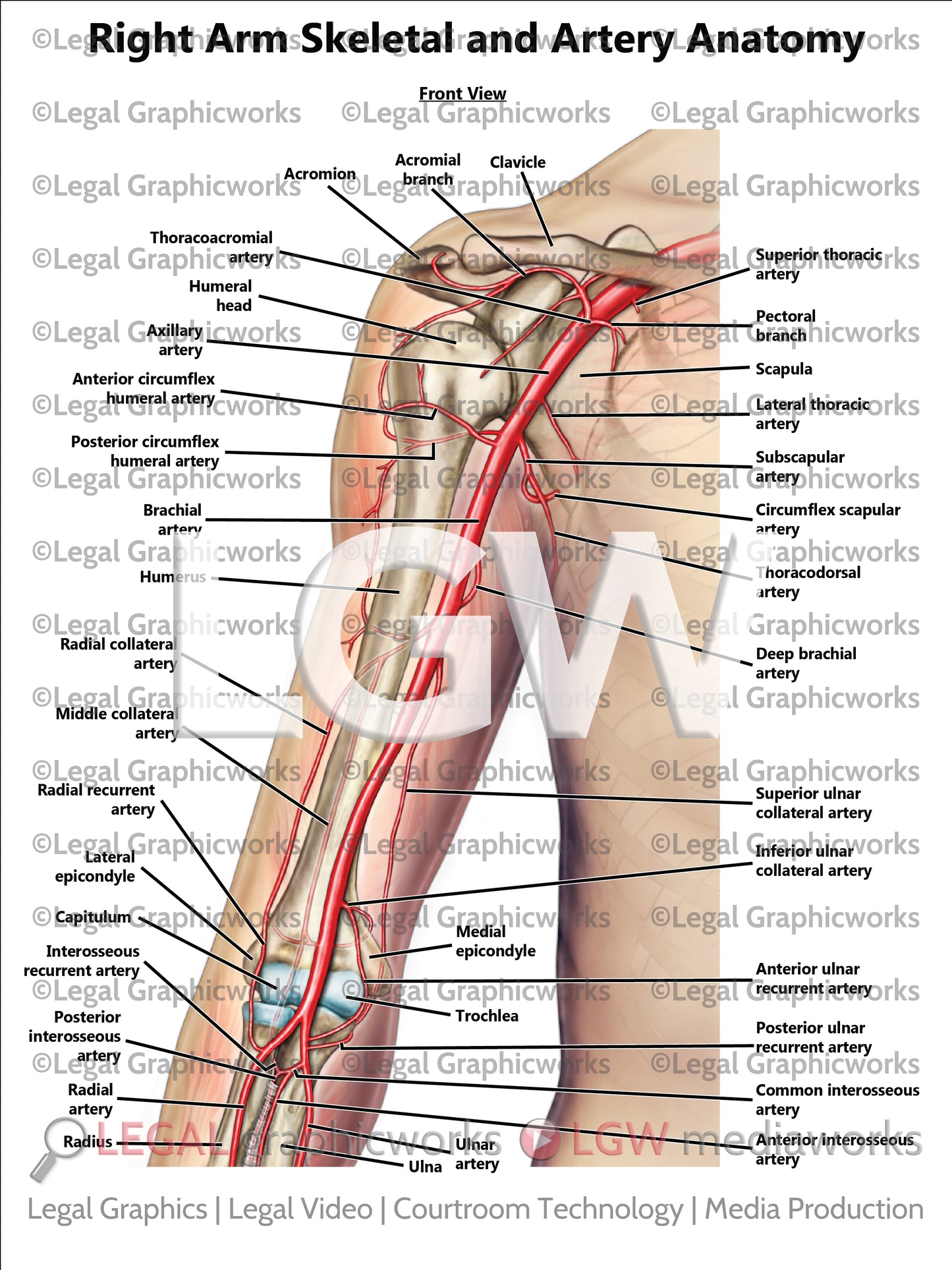 Right Arm Skeletal and Artery Anatomy