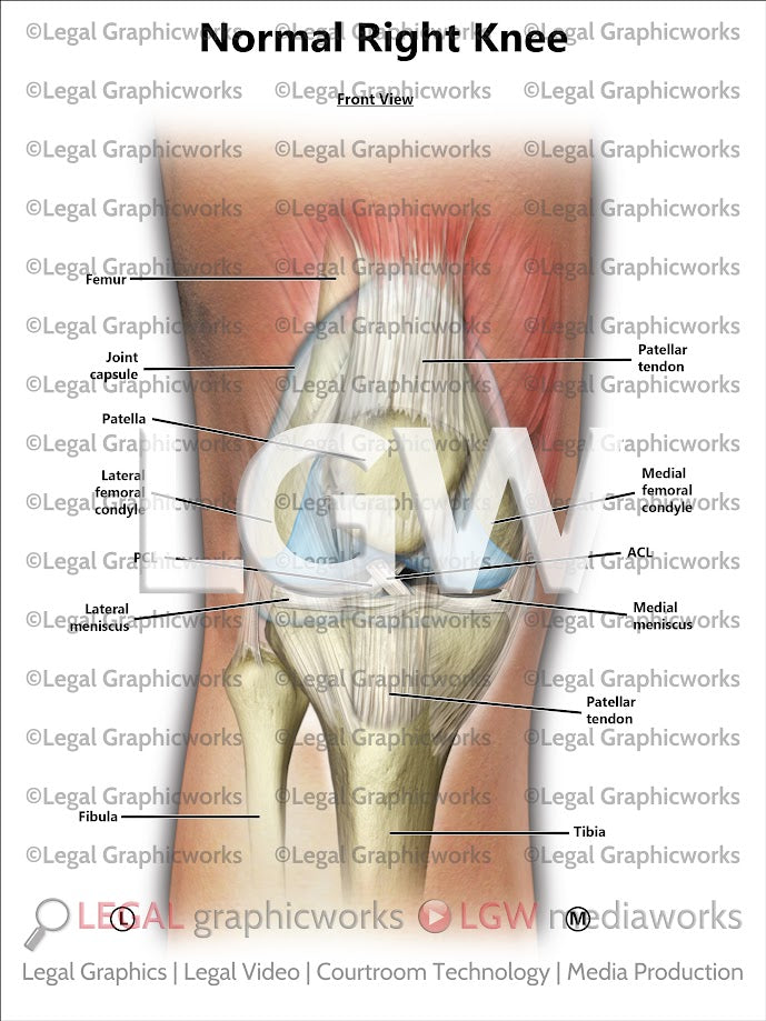 Normal Right Knee
