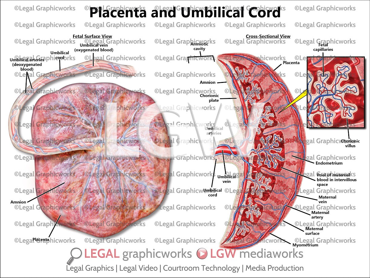 Placenta and Umbilical Cord