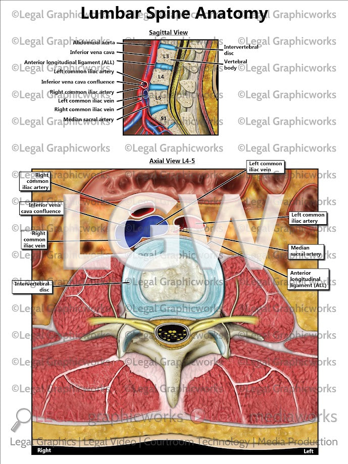 Lumbar Spine Anatomy