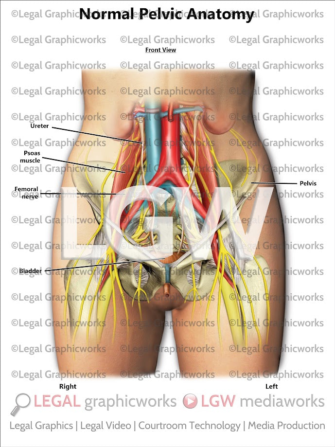 Normal Pelvic Anatomy