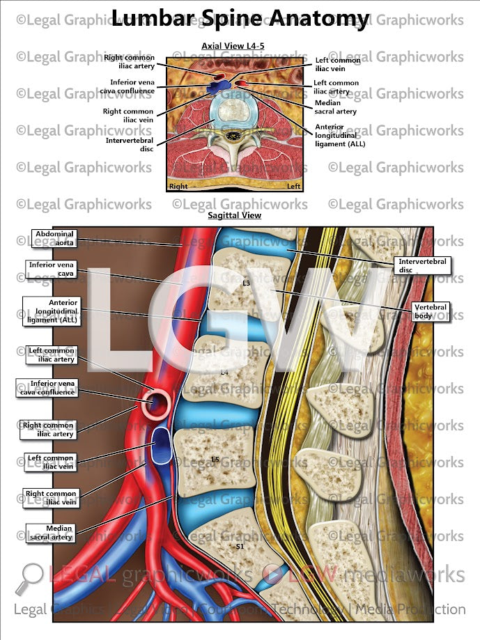 Lumbar Spine Anatomy